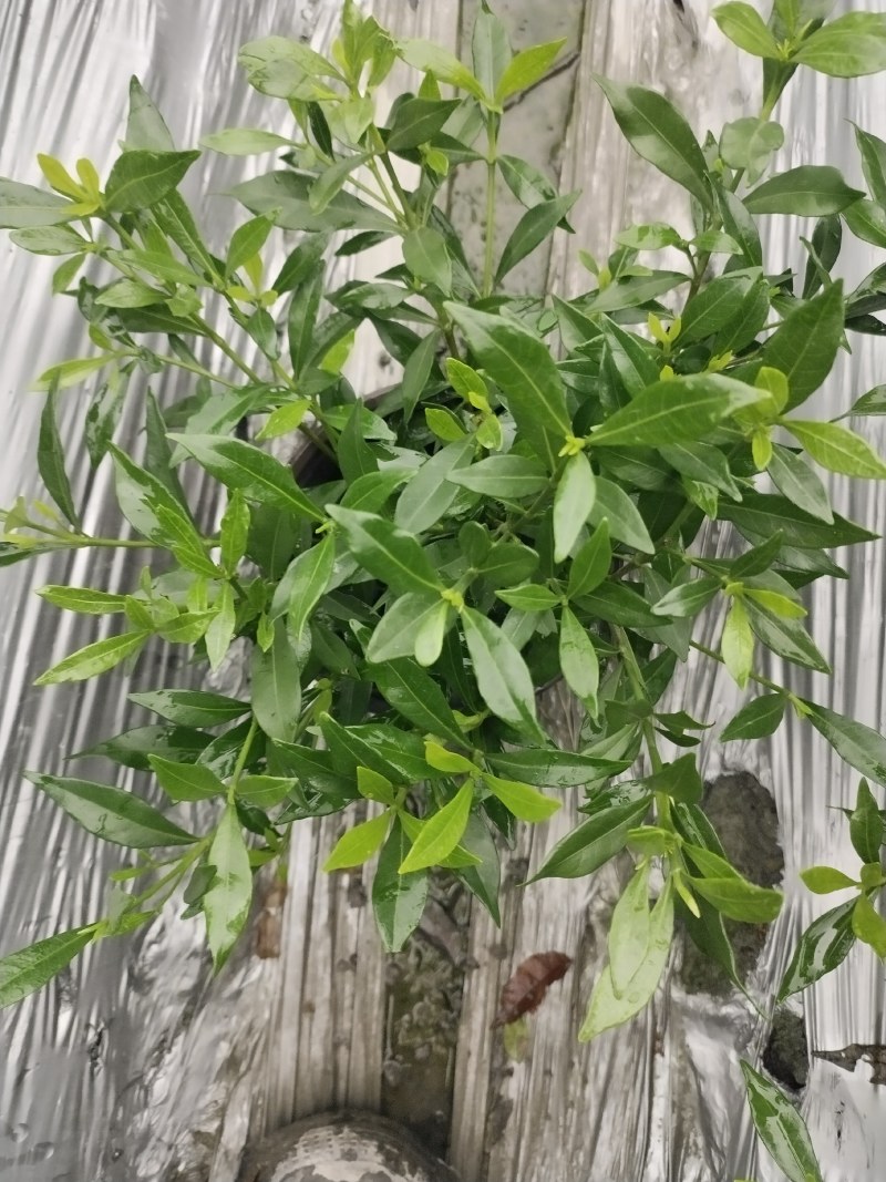 批发小栀子海栀子花杯苗地苗地被自产自销栀子花一手货源
