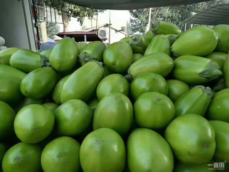 【荐】精品青茄子按需包装产地直供货源稳定欢迎来电咨询