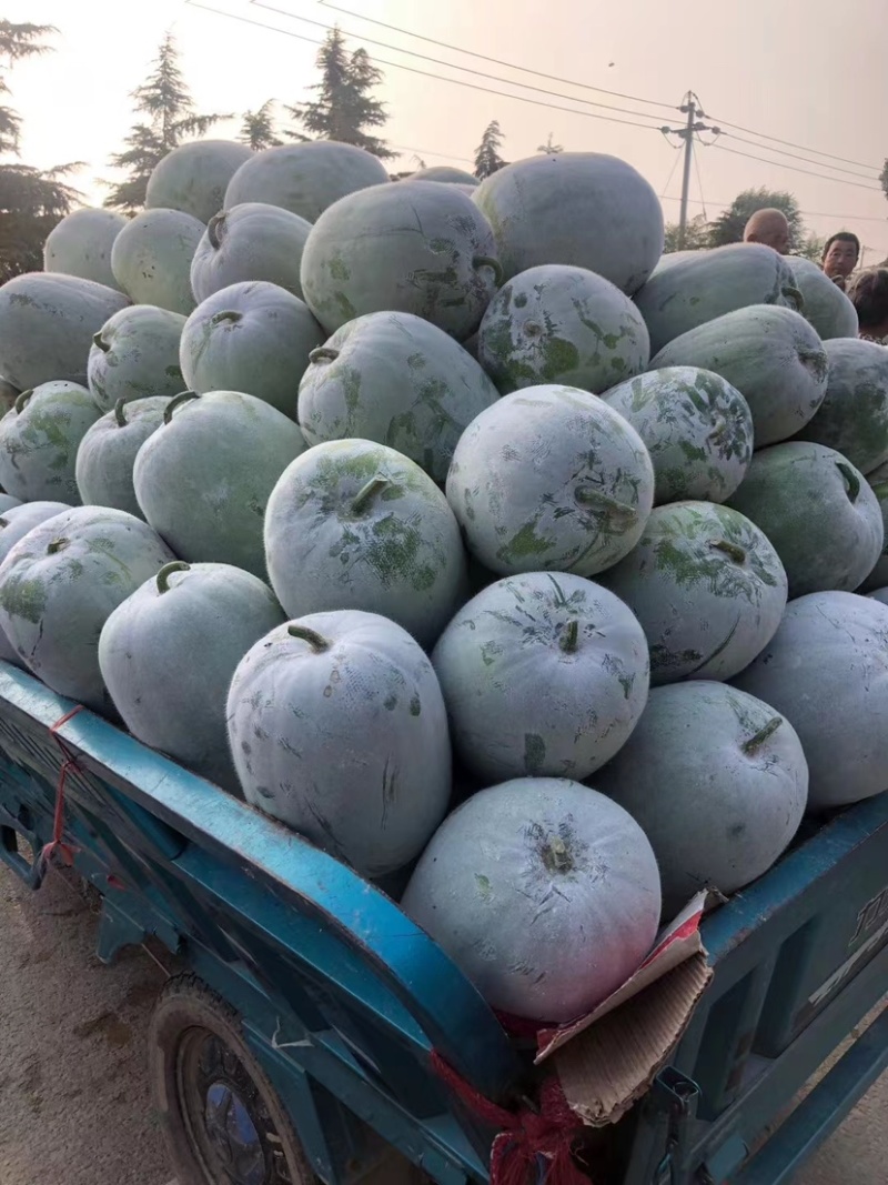 【推荐】一串零冬瓜产地直供大量供应诚信经营