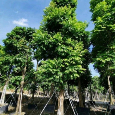 仁面子树