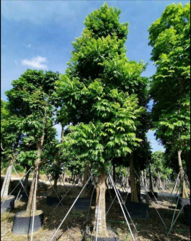 仁面子树