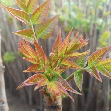 产地直供新鲜蔬菜大棚红香椿