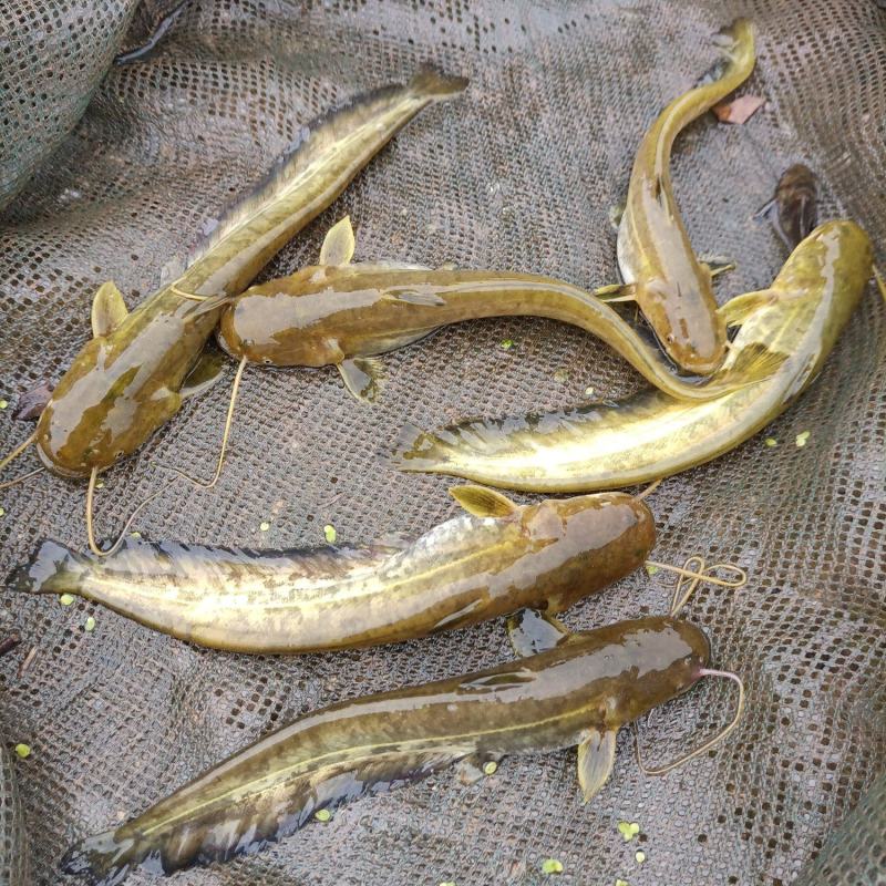 大口鲶鱼苗
