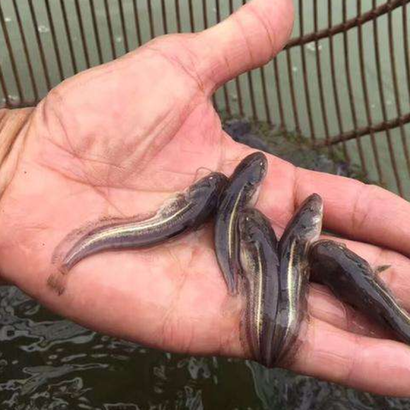 大口鲶鱼苗