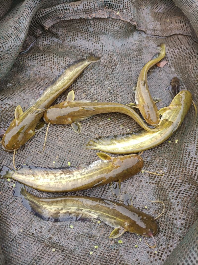 大口鲶鱼苗