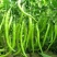 同乐条椒长线椒绿线椒红线椒辣椒种子一袋8克包邮