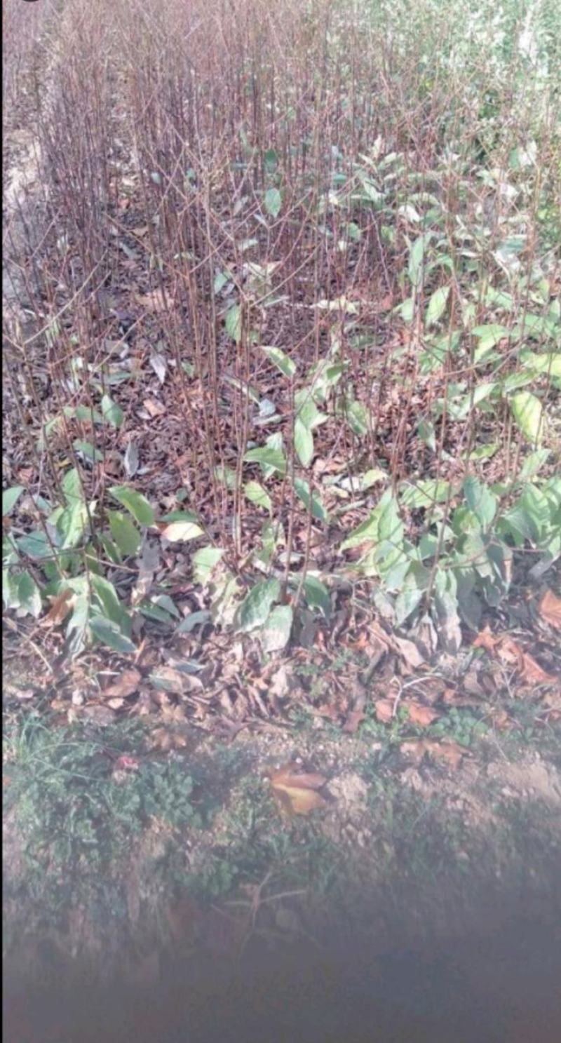 软枣苗