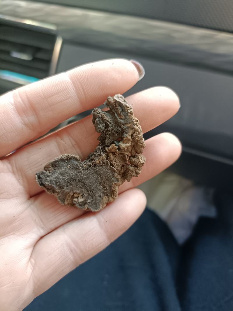 玄参片子通货现货批发零售