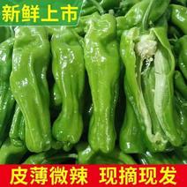 A江苏淮安青椒大量供应精选品质产地直量大价优全国发货