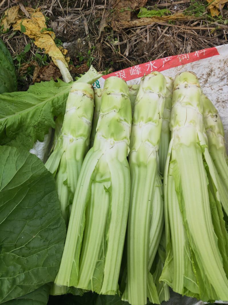 精品棒菜基地直发，新鲜采摘视频看货日供上万斤发往全国