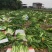 精品棒菜基地直发，新鲜采摘视频看货日供上万斤发往全国