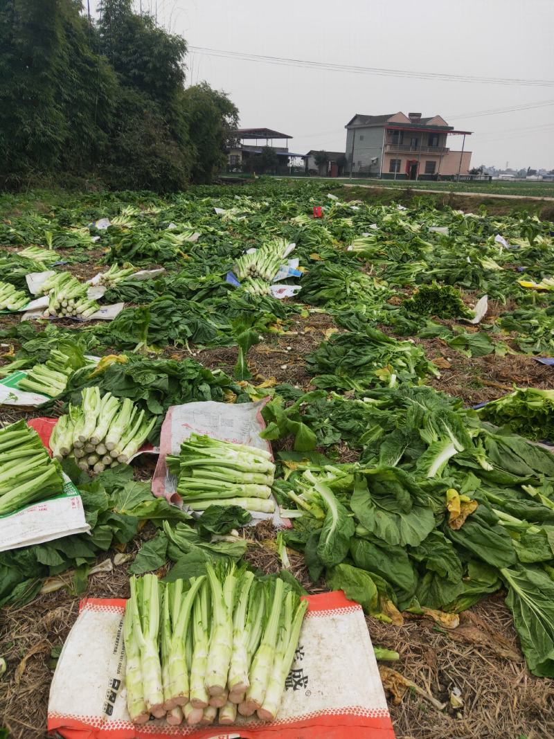 精品棒菜基地直发，新鲜采摘视频看货日供上万斤发往全国