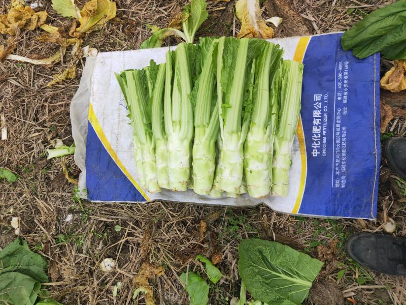 精品棒菜基地直发，新鲜采摘视频看货日供上万斤发往全国