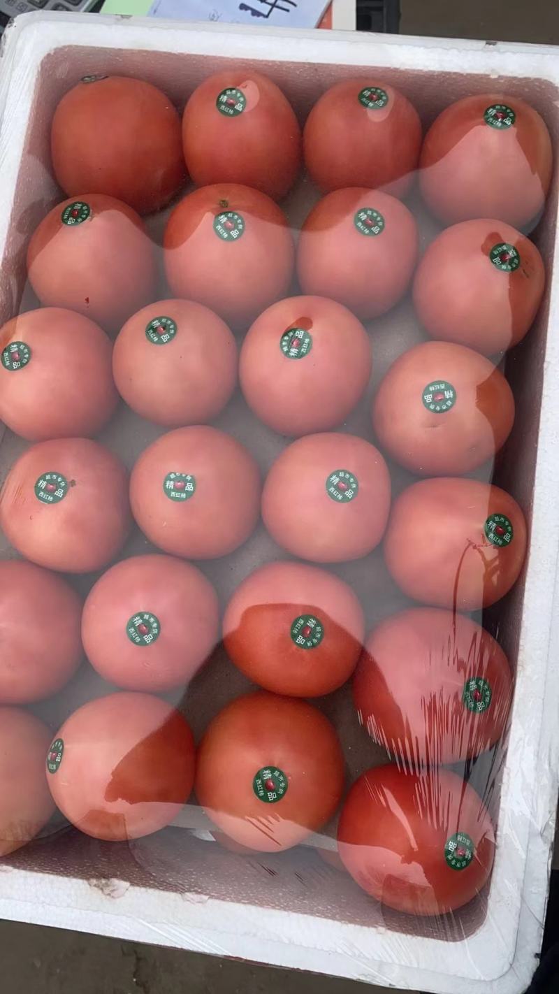 精品西红柿基地直供货源充足