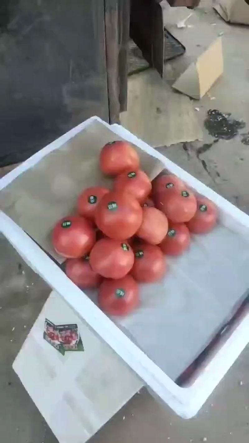精品西红柿基地直供货源充足
