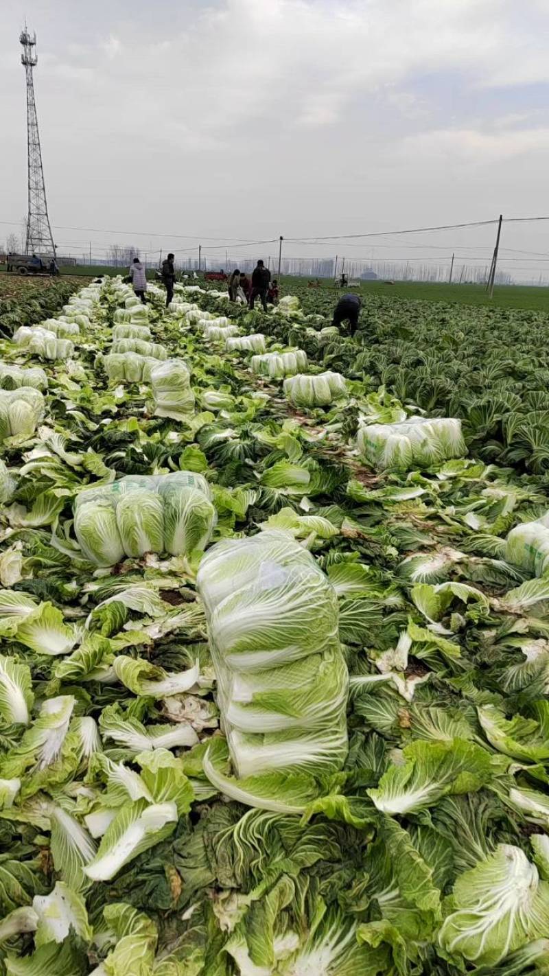 夏邑县青杂三号白菜，按需包装，助力家乡农产品