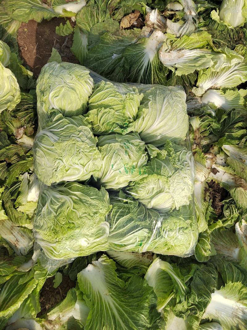 夏邑县青杂三号白菜，按需包装，助力家乡农产品