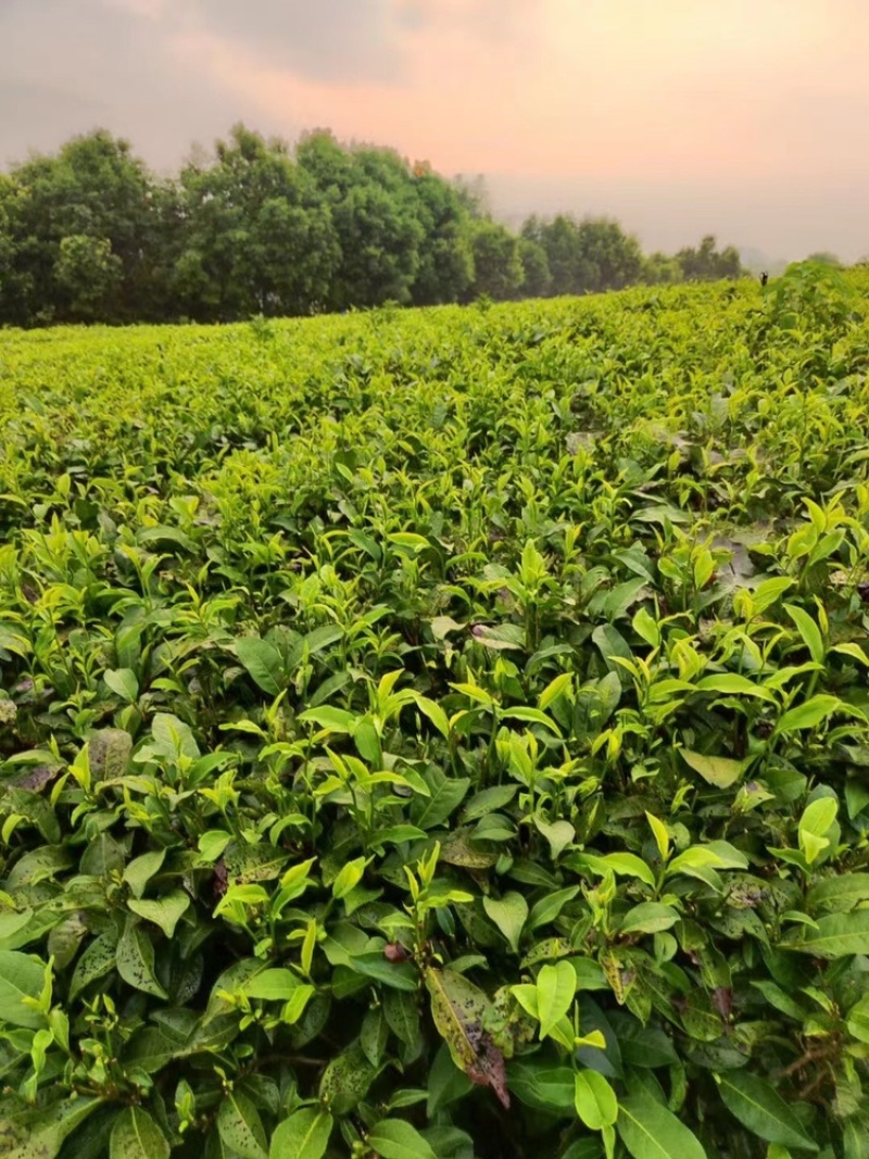 一斤包邮一斤也是批发价英德红茶英红九号春茶