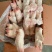 猪手
