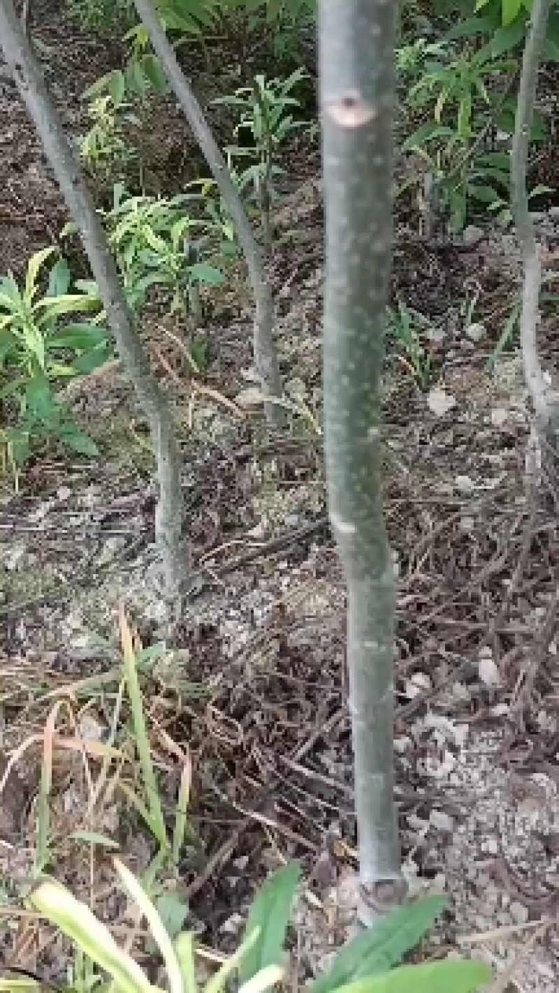 美国山核桃苗嫁接苗，品种有抛泥，马汉，64号，10号等。