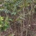美国山核桃苗嫁接苗，品种有抛泥，马汉，64号，10号等。