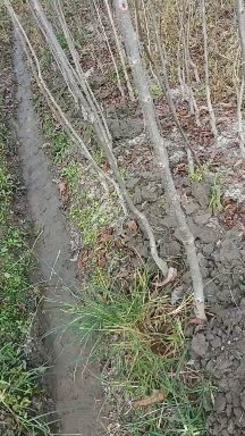 美国山核桃苗嫁接苗，品种有抛泥，马汉，64号，10号等。