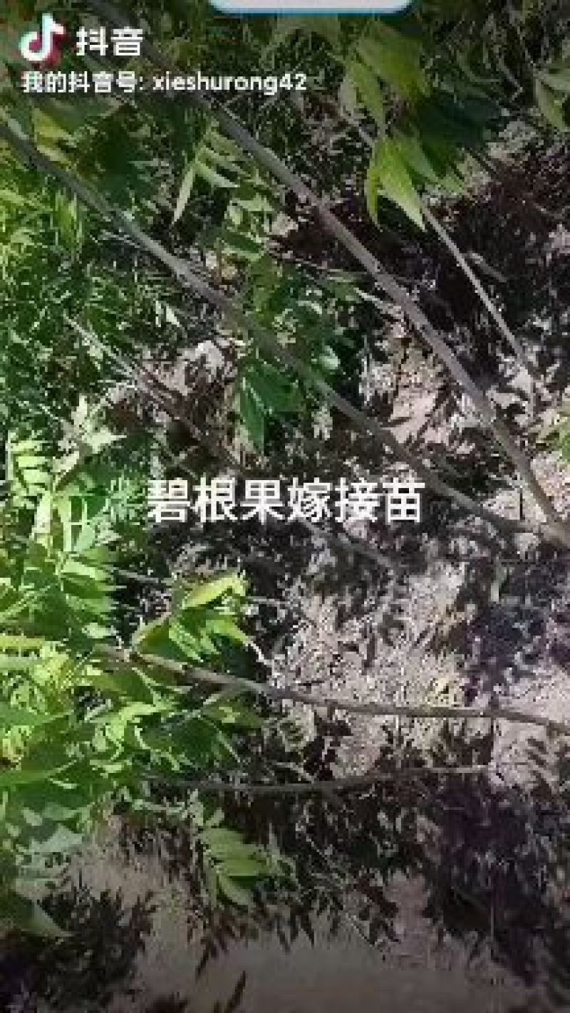 美国山核桃苗嫁接苗，品种有抛泥，马汉，64号，10号等。