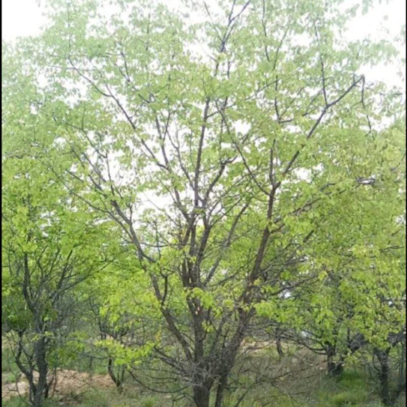 山杏树