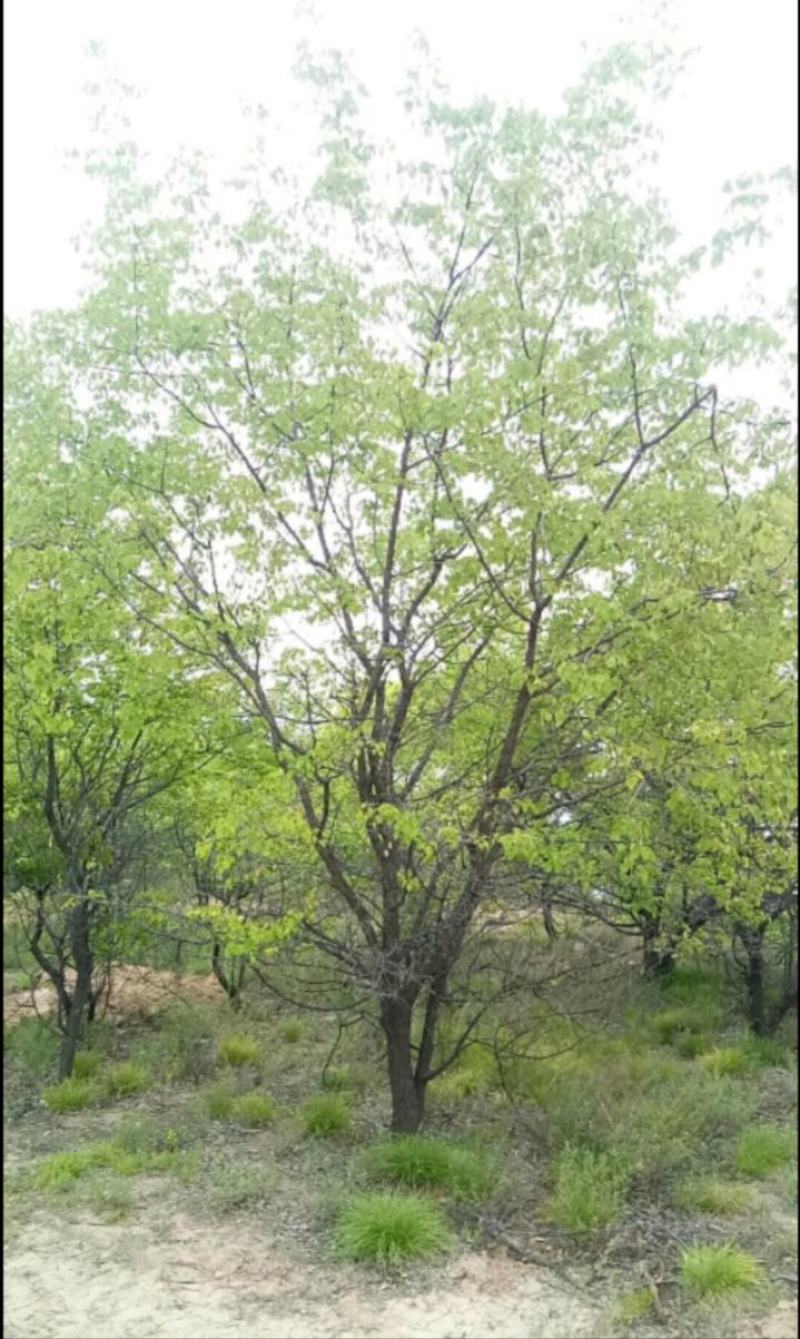 山杏树
