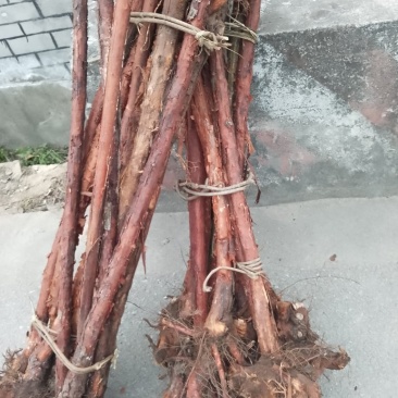 红刺根，两分三公分四公分，长的端正，直长货量大，