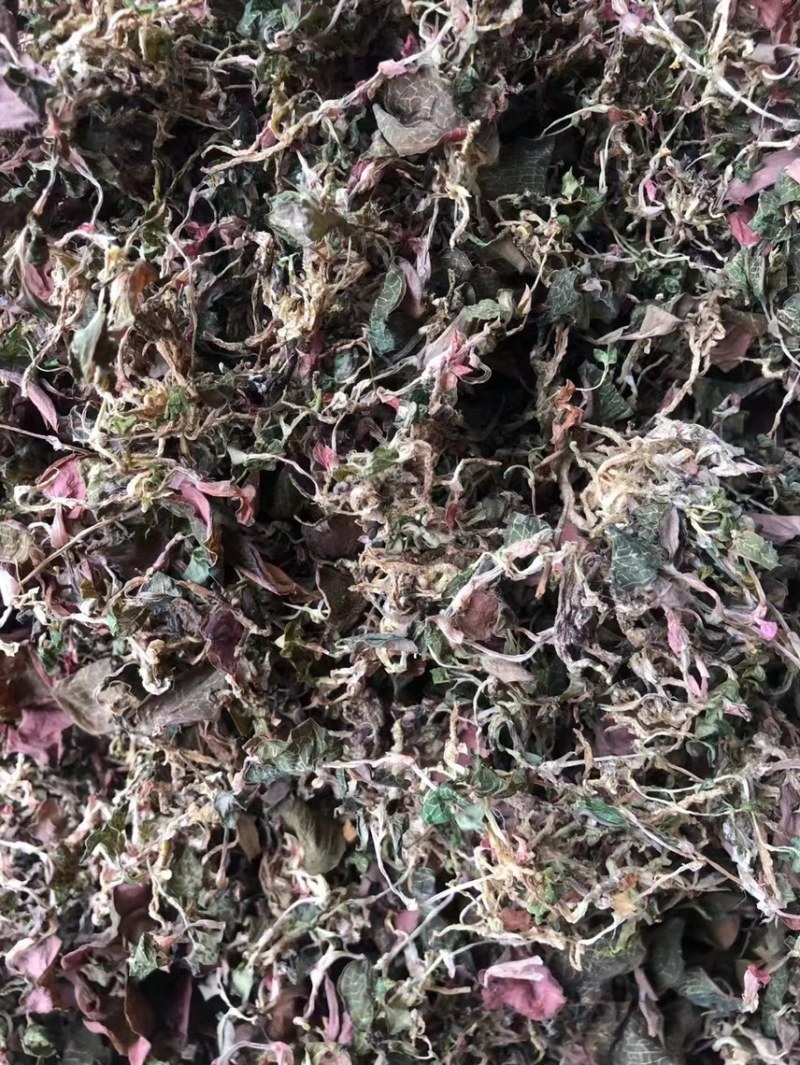 金线莲防野生金线莲