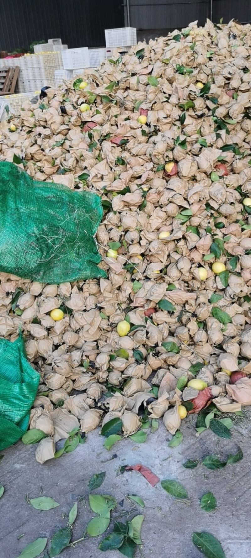柠檬基地直发，可装箱，套亮袋子，质量保证