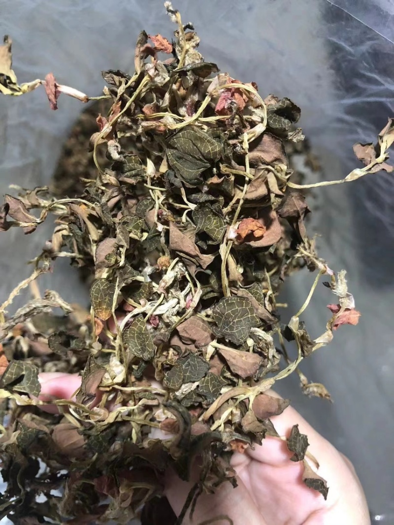 金线莲防野生金线莲