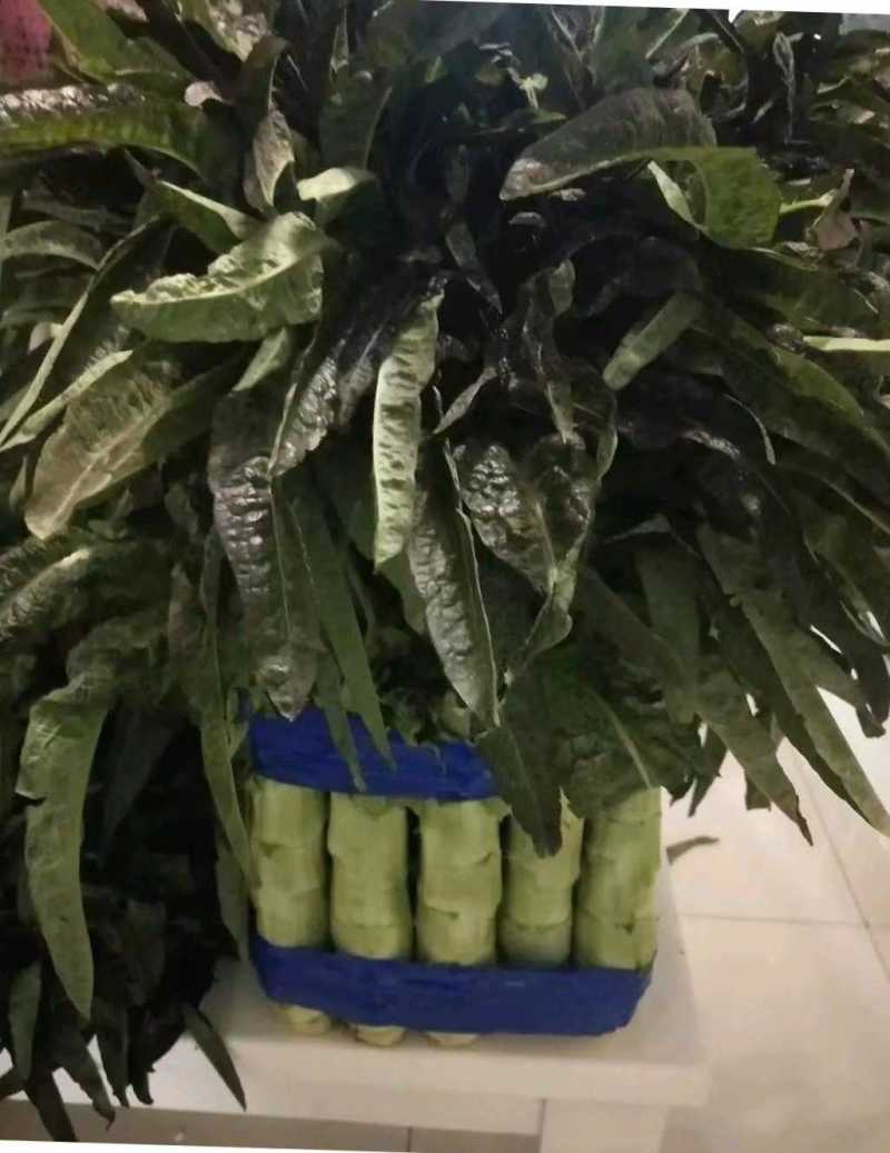 红叶香莴笋-基地直供-视频看货-量大从优。