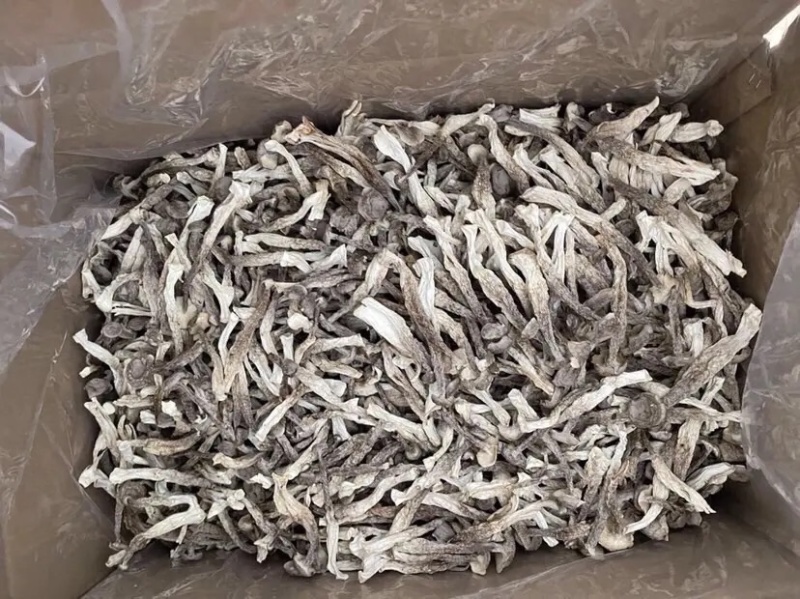 古田精品鹿茸菇包邮特惠持续供货量大价优规格齐全