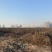 山东千亩洋姜基地大量出货