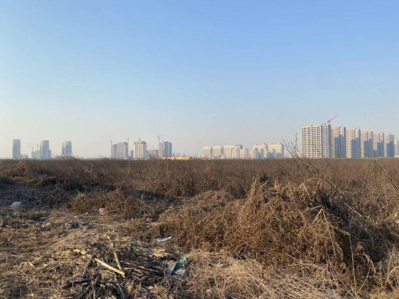 山东千亩洋姜基地大量出货