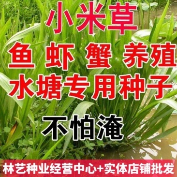 小米草种子养殖水草鱼虾蟹雀叶稗湖南稷子牧草种子水草喂鱼