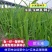 小米草种子养殖水草鱼虾蟹雀叶稗湖南稷子牧草种子水草喂鱼