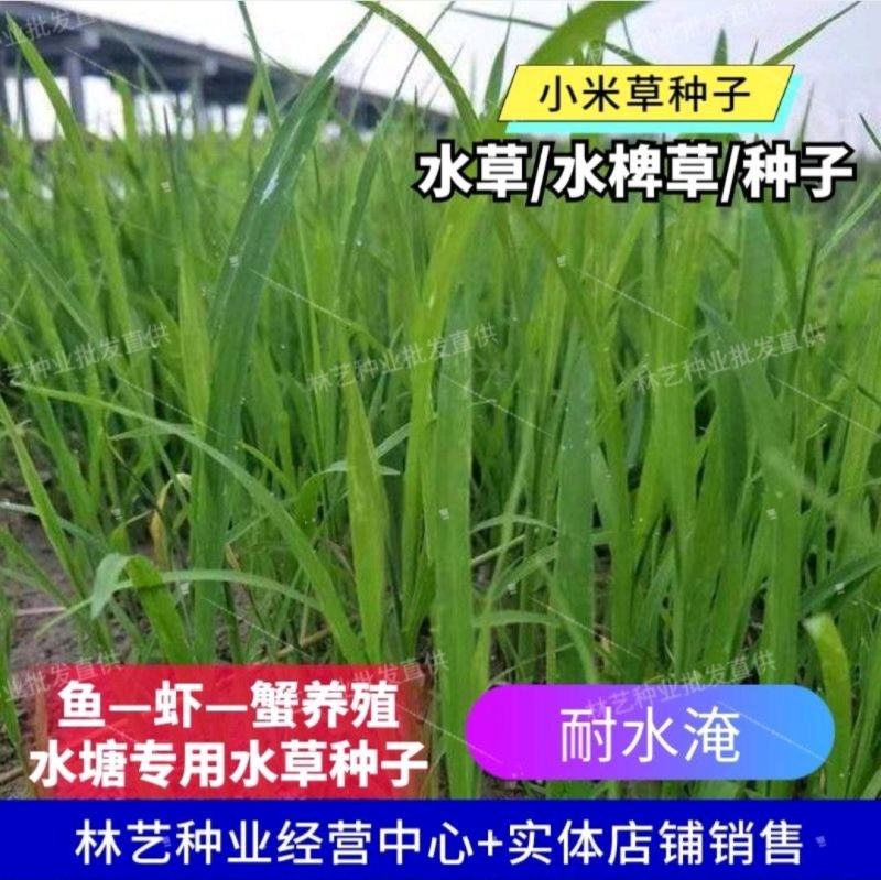 小米草种子养殖水草鱼虾蟹雀叶稗湖南稷子牧草种子水草喂鱼