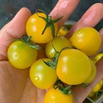 阳光黄金圣女果，黄樱桃小番茄，小柿子，一手货源产地直发