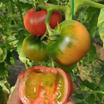 草莓西红柿，番茄，一手货源产地直发量大从优商超品质