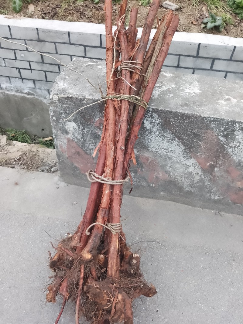 红刺根，两分三公分四公分，长的端正，直长货量大，