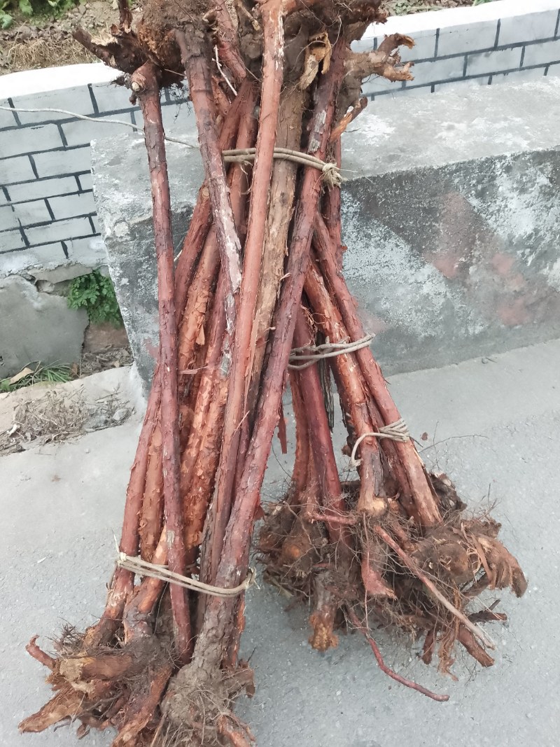 红刺根，两分三公分四公分，长的端正，直长货量大，
