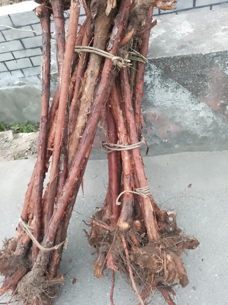 红刺根，两分三公分四公分，长的端正，直长货量大，