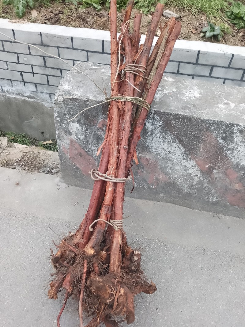 红刺根，两分三公分四公分，长的端正，直长货量大，