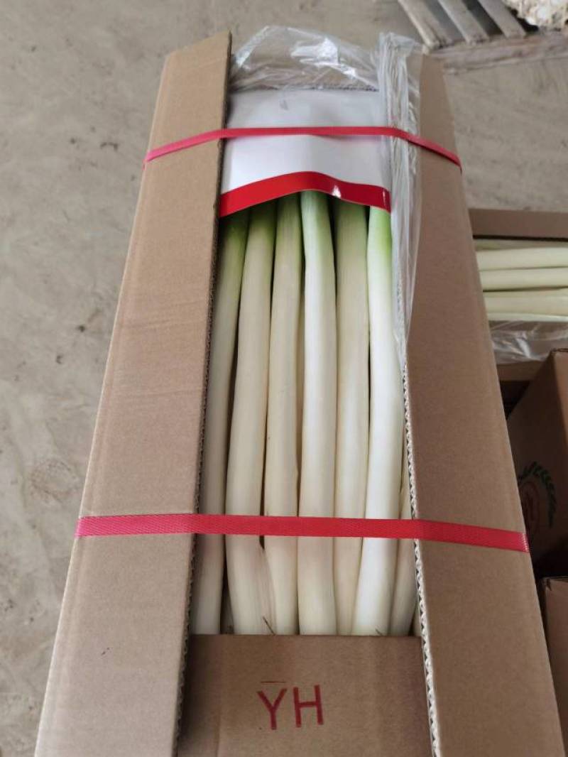 大葱，福建漳州基地种植，支持各种规格包装