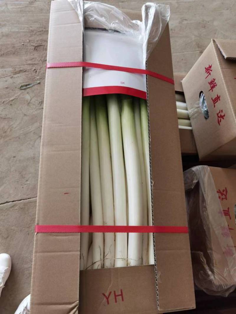 大葱，福建漳州基地种植，支持各种规格包装