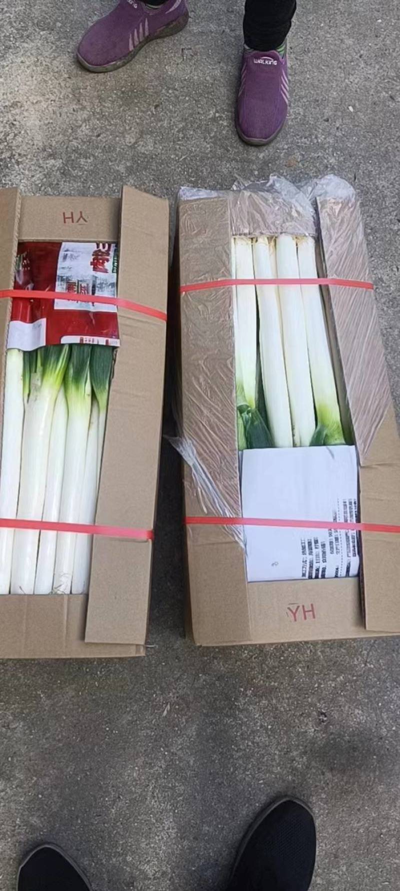 大葱，福建漳州基地种植，支持各种规格包装