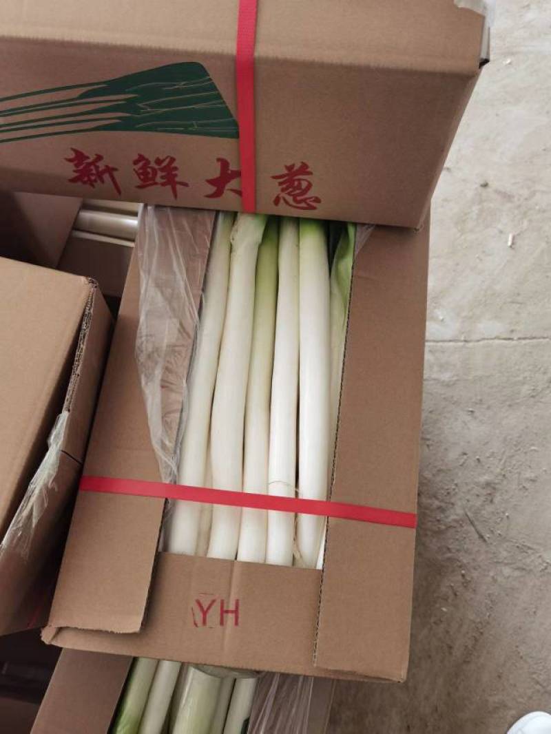 大葱，福建漳州基地种植，支持各种规格包装